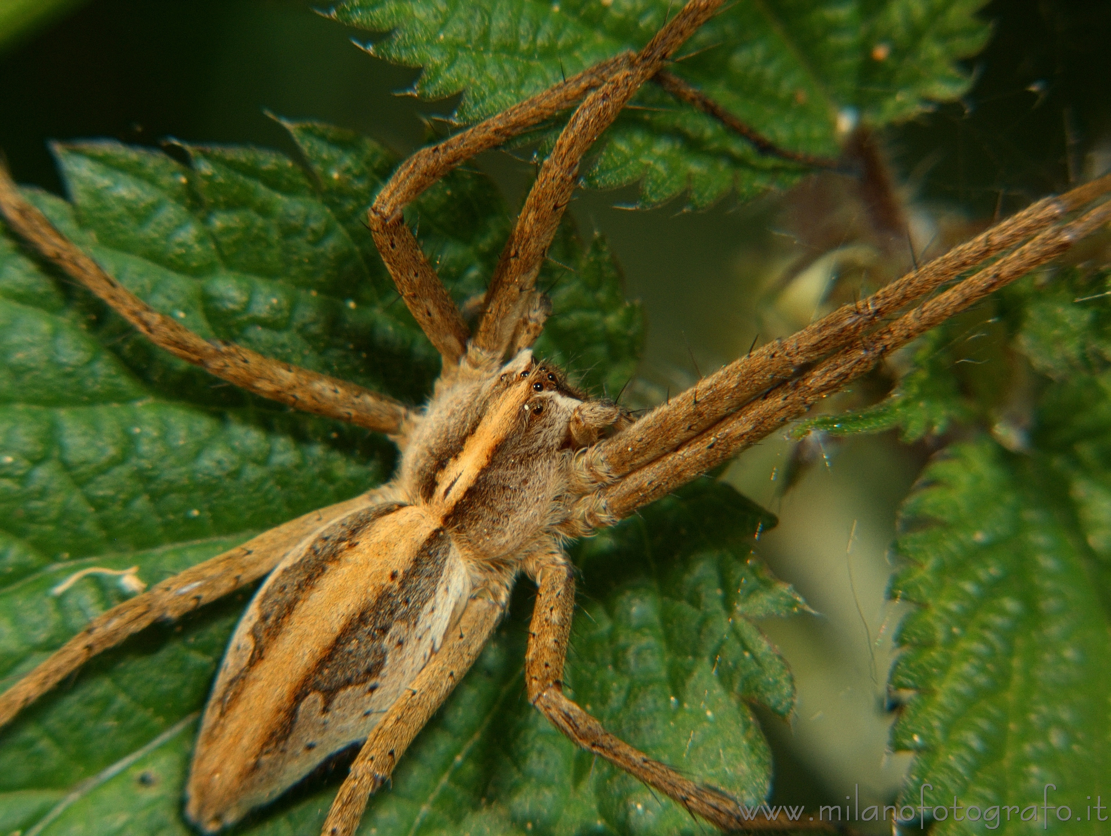 Rosazza (Biella) - Pisaura mirabilis